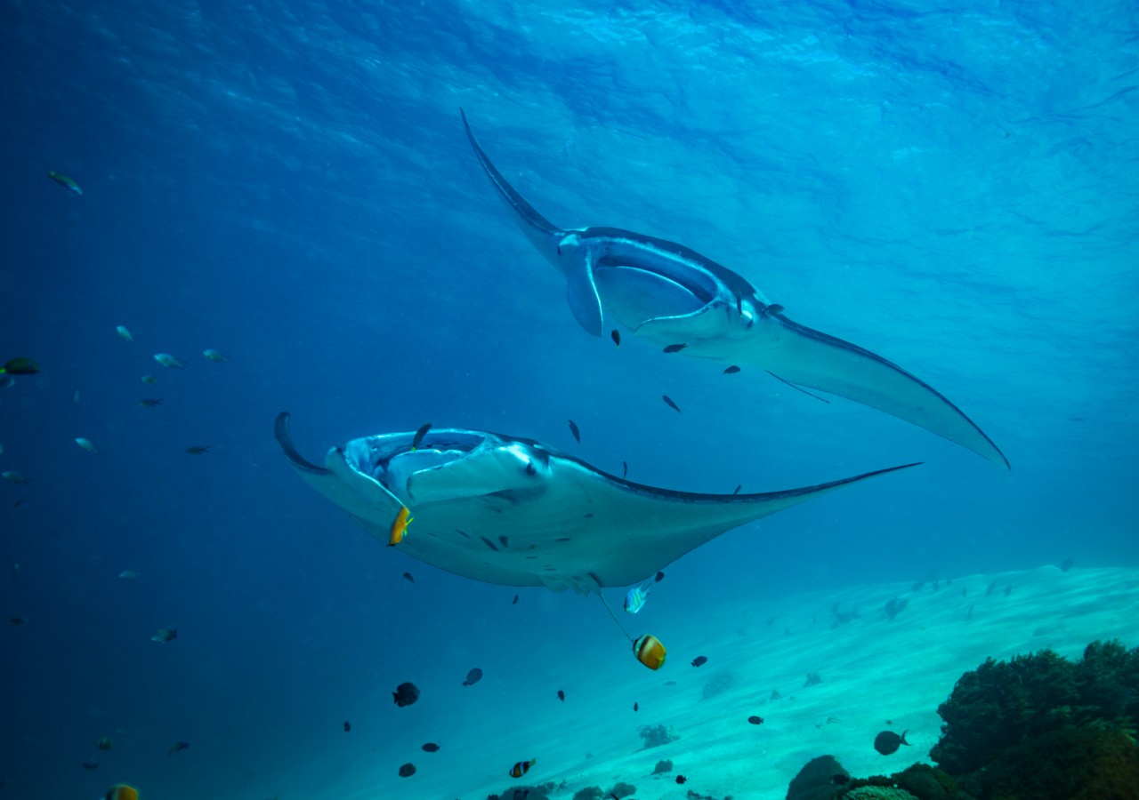 komodo diving adventure Nusa Penida diving tour