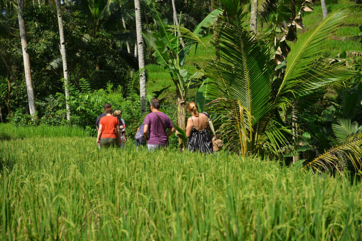 View of Tourists in Bali Rice Paddy
