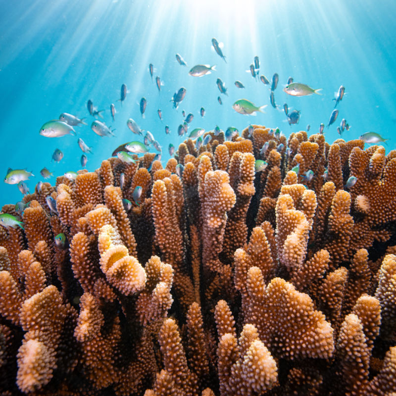 Coral Reef in Bali