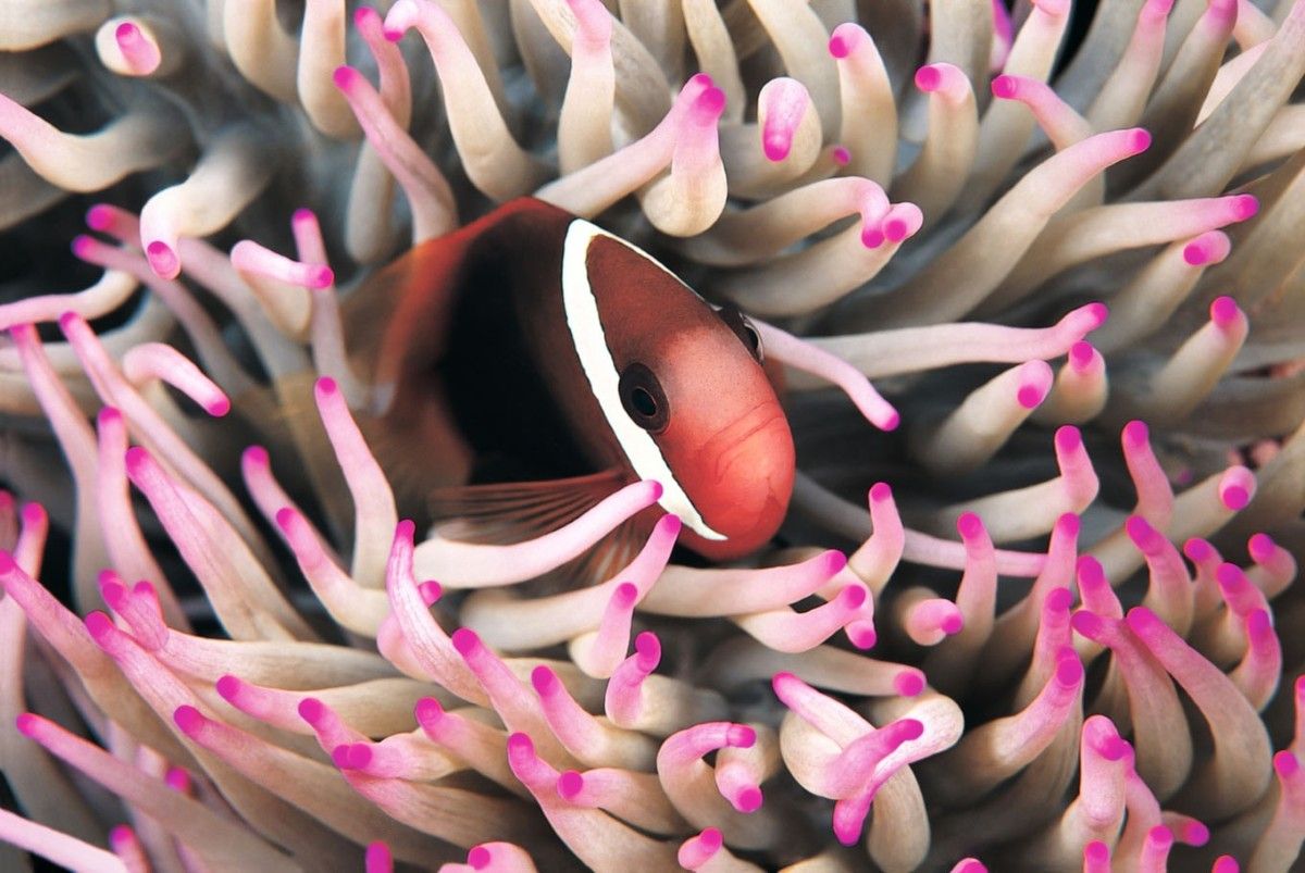 Wakatobi island