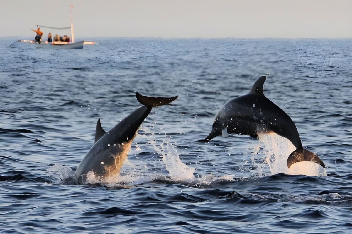 Dolphins in North Bali.jpg