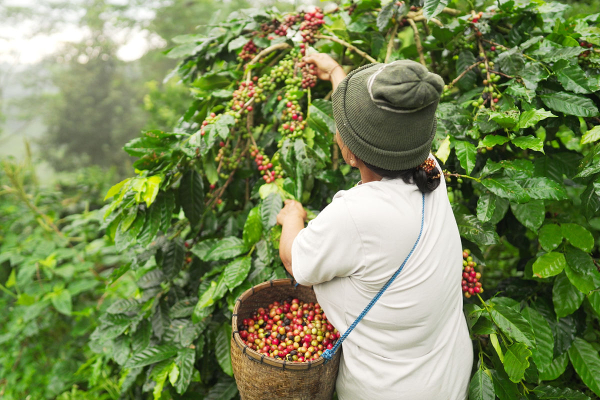 Coffee Farmer in Bali