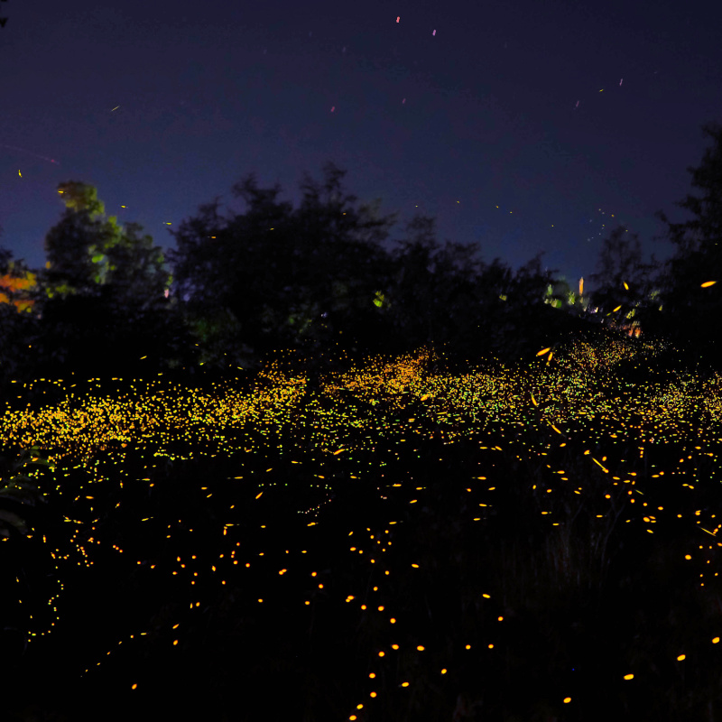 Fireflies in Garden at Night