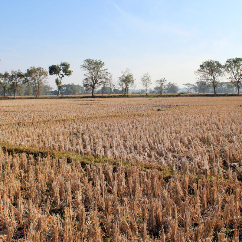 Drought Dry Season Over Rice Paddies in Bali.jpg