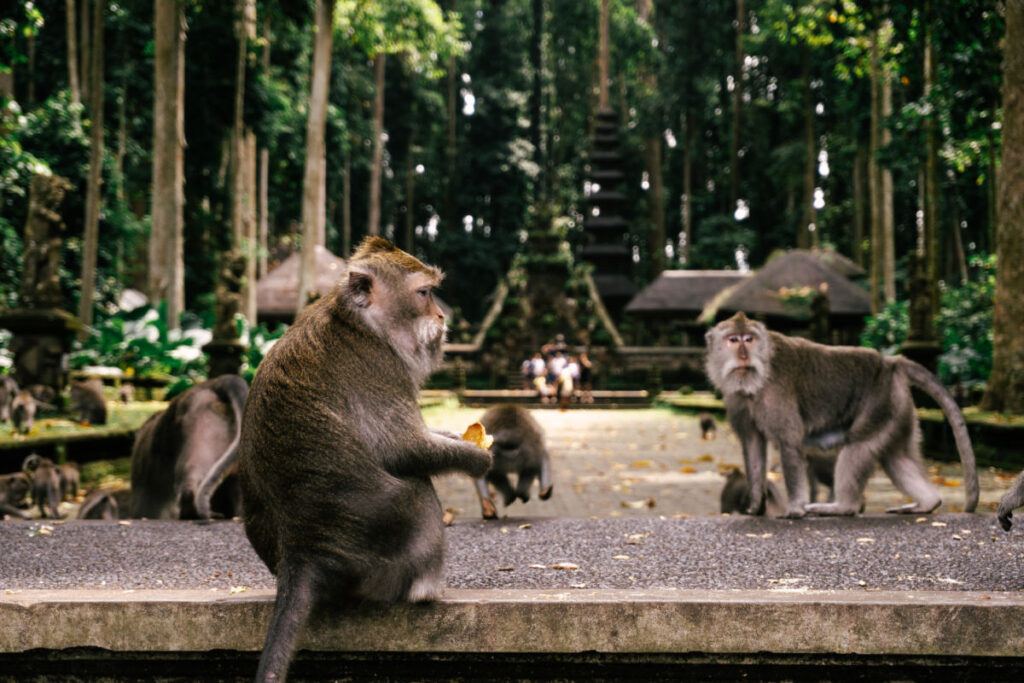 Secret Alas Kedaton Monkey Forest Is Bali’s Crowd-Free Wildlife Adventure